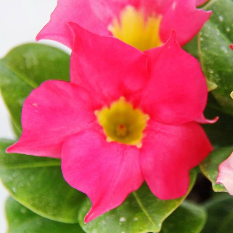 Exotenherz Dipladenia Chilenischer Jasmin 10cm Topf 1 Pflanze Rosa von Exotenherz