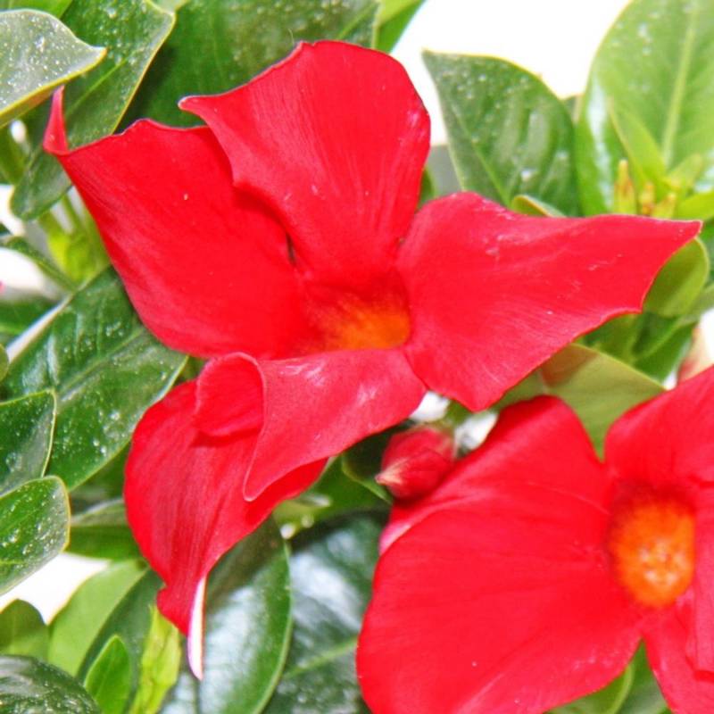 Exotenherz Dipladenia Chilenischer Jasmin 10cm Topf 1 Pflanze Rot von Exotenherz