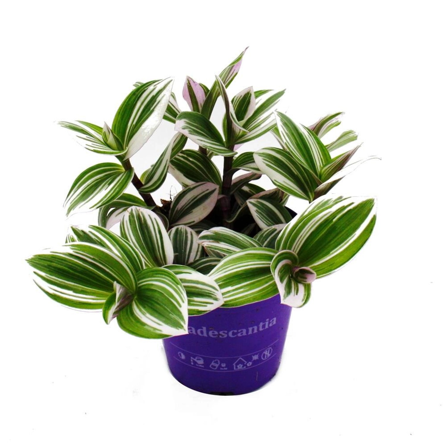 Exotenherz Dreimasterblume Tradescantia White Pflegeleichte Hängende Zimmerpflanze 12M Topf Weiss Exotenherz Dreimasterblume Tradescantia White Pflegeleichte Hängende Zimmerpflanze 12M Topf Weiss von Exotenherz