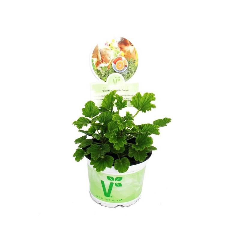 Exotenherz Duftgeranie Orange Pelargonia Odorata Hybrid von Exotenherz