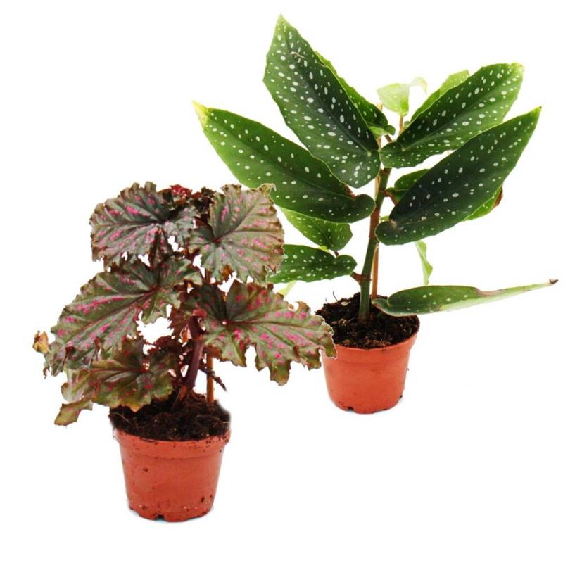 Exotenherz Engelsflügel Duo Set mit 2 Mini Angel Wings Begonien in Grün & Rot Exotenherz Engelsflügel Duo Set mit 2 Mini Angel Wings Begonien in Grün & Rot von Exotenherz