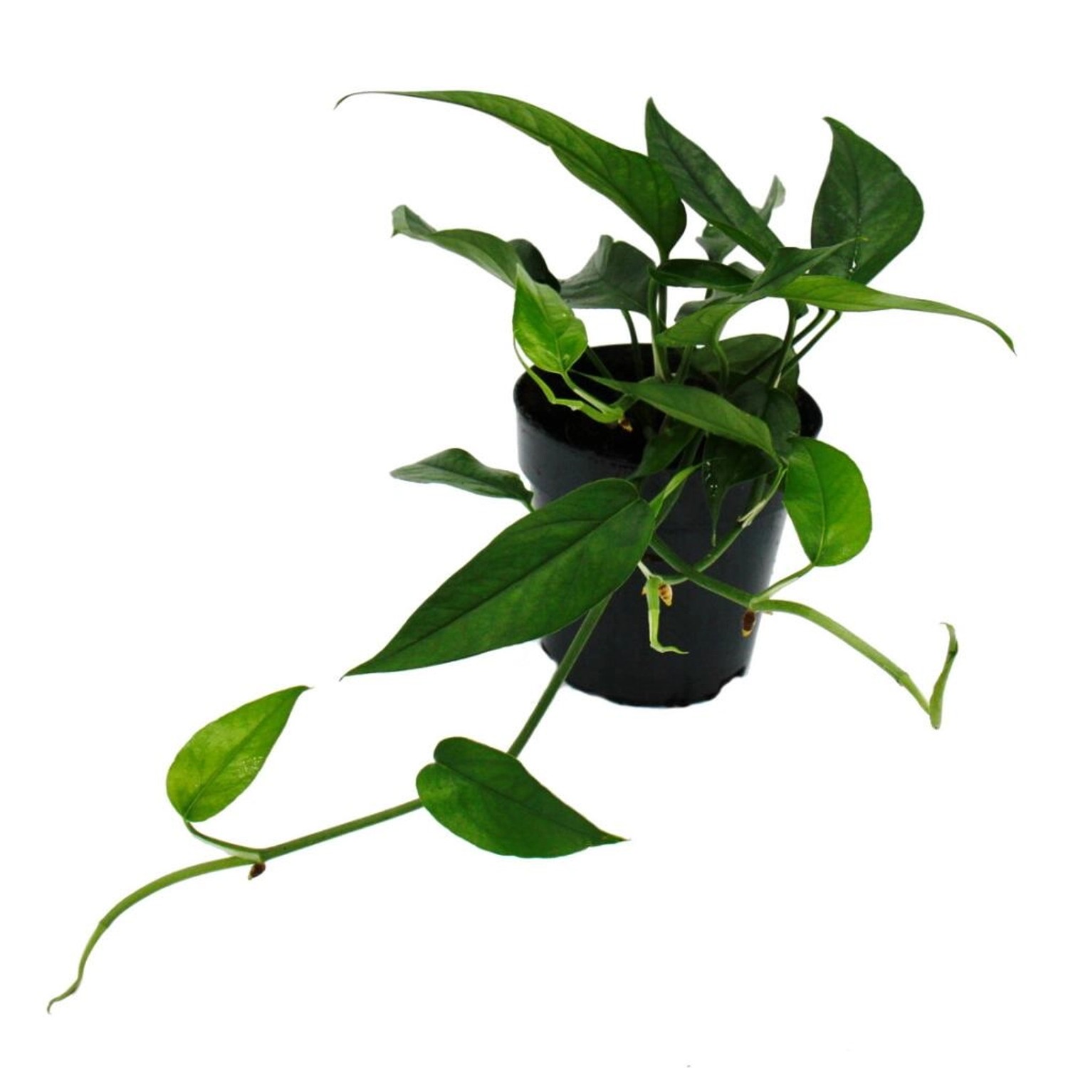 Exotenherz Epipremnum Pinnatum Cebu Blue Blaugrüne Efeutute 12cm Topf Exotenherz Epipremnum Pinnatum Cebu Blue Blaugrüne Efeutute 12cm Topf von Exotenherz