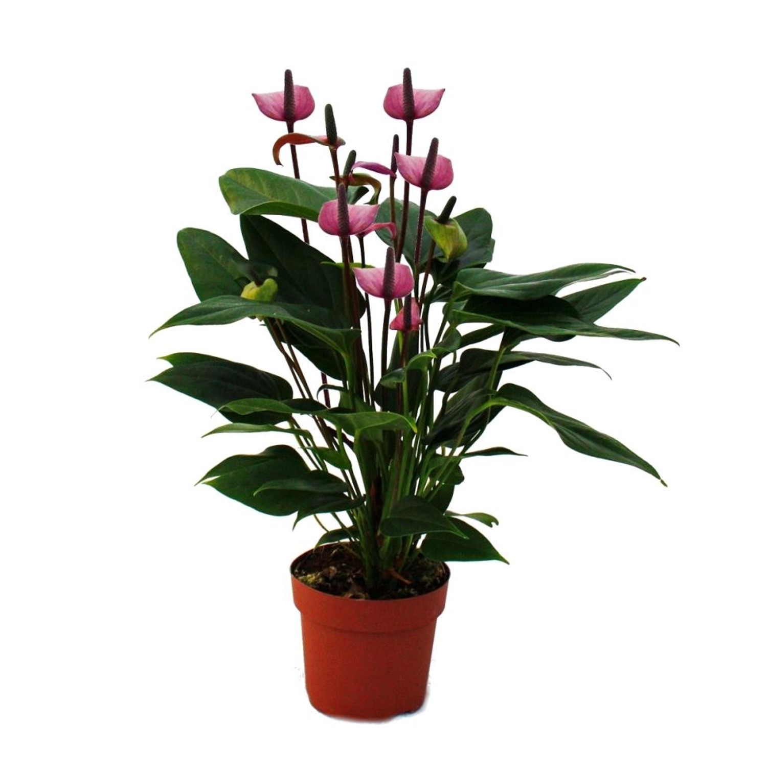 Exotenherz Flamingoblume Lila Fiorino Violett Anthurium Andreanum 12cm Exotenherz Flamingoblume Lila Fiorino Violett Anthurium Andreanum 12cm von Exotenherz