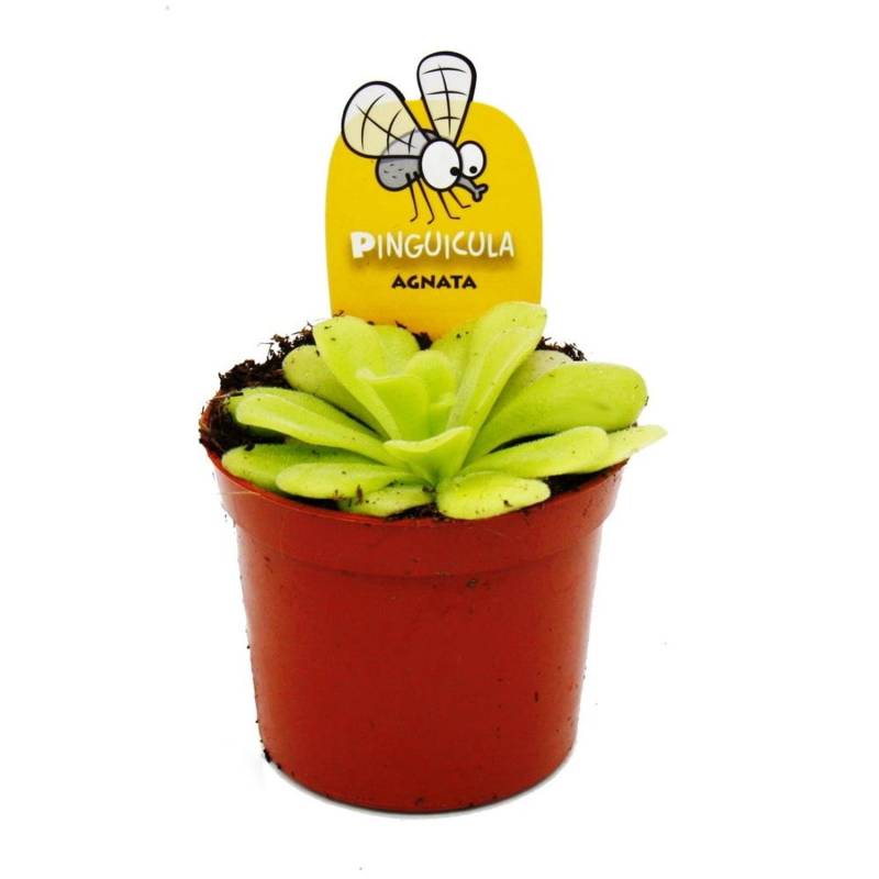 Exotenherz Fleischfressende Pflanze Fettkraut Pinguicula Agnata 9cm Topf von Exotenherz