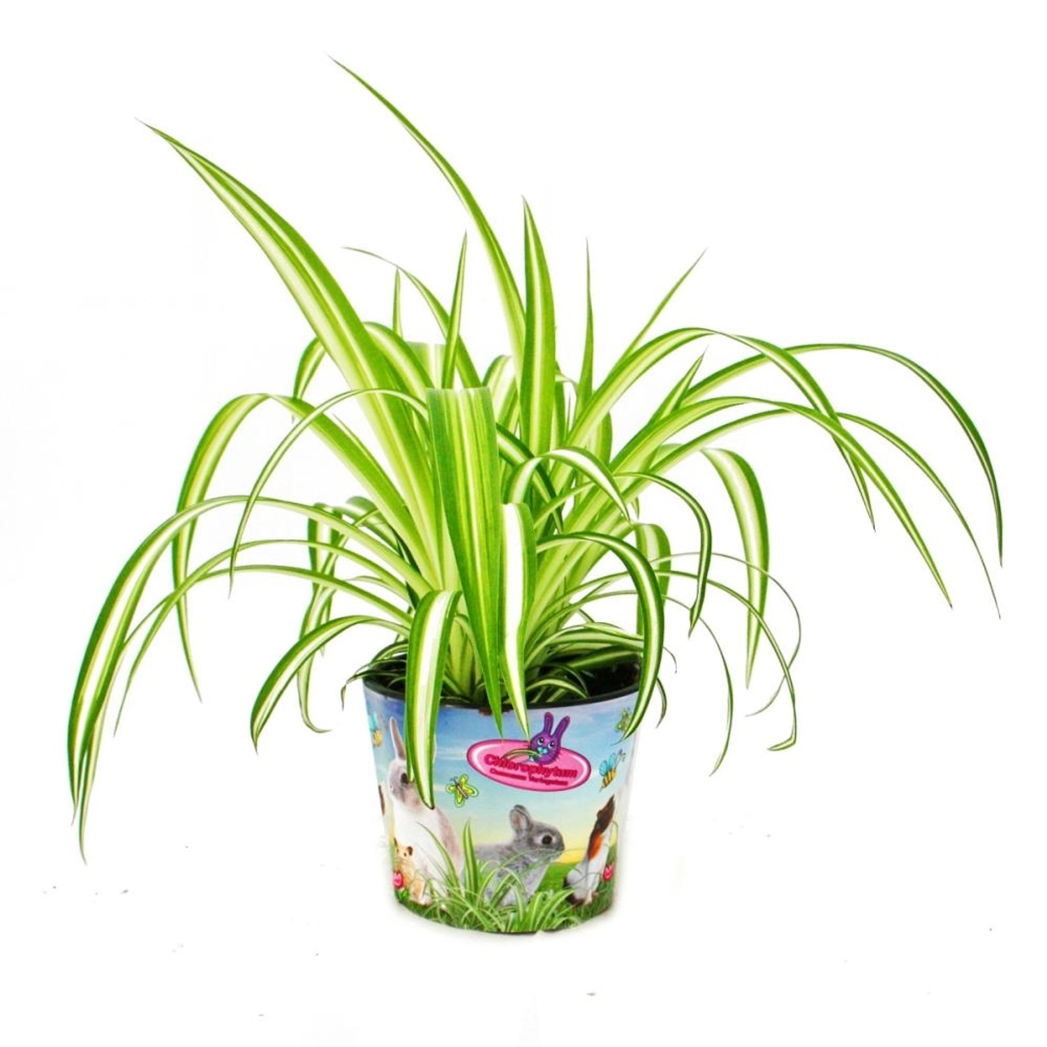 Exotenherz Futterpflanze für Heimtiere Chlorophytum Vitalfutter für Kaninchen Hamster und Meerschweinchen Exotenherz Futterpflanze für Heimtiere Chlorophytum Vitalfutter für Kaninchen Hamster und Meerschweinchen von Exotenherz