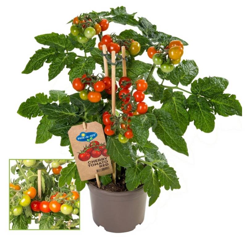 Exotenherz Gemüsepflanze Kirschtomate Cherrytomate Pflanze mit vielen Früchten 14cm Topf von Exotenherz