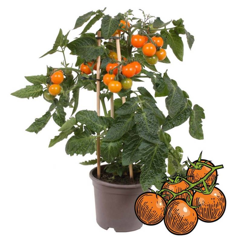 Exotenherz Gemüsepflanze Orange Kirschtomate Cherrytomate Pflanze mit vielen Früchten 14cm Topf von Exotenherz