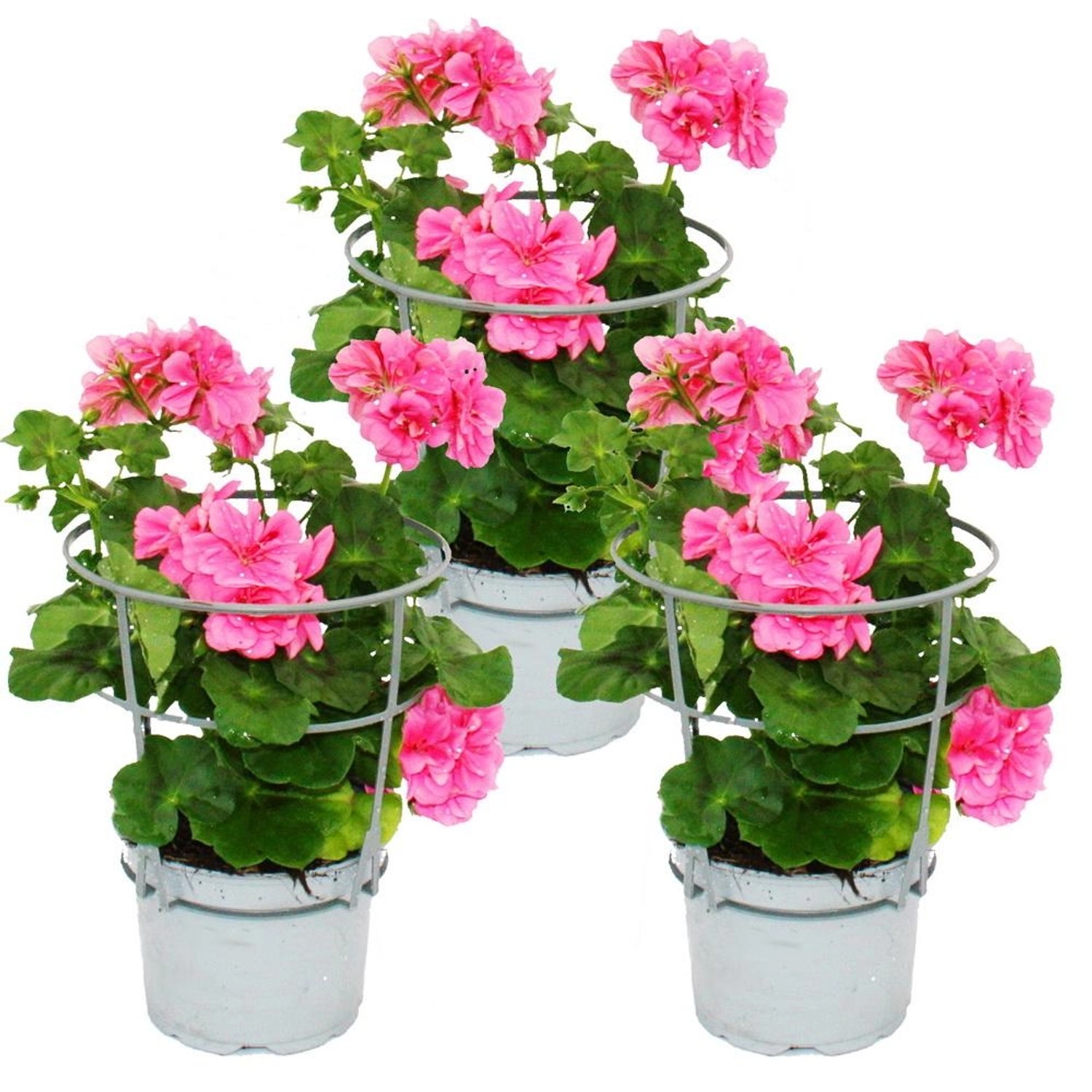 Exotenherz Geranien Hängend Pelargonium Peltatum 12cm Topf Set mit 3 Pflanzen Rosa Exotenherz Geranien Hängend Pelargonium Peltatum 12cm Topf Set mit 3 Pflanzen Rosa von Exotenherz