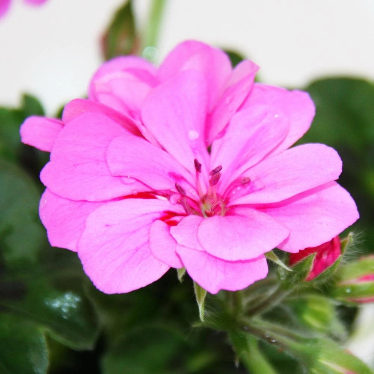 Exotenherz Geranien Hängend Pelargonium Peltatum 12cm Topf Set mit 6 Pflanzen Rosa Exotenherz Geranien Hängend Pelargonium Peltatum 12cm Topf Set mit 6 Pflanzen Rosa von Exotenherz