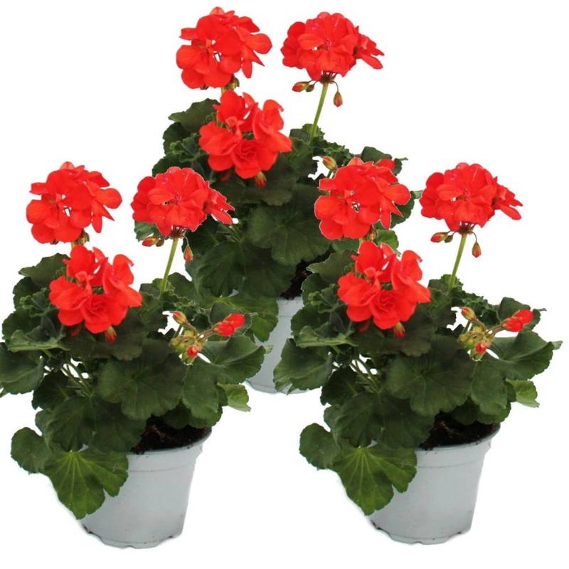 Exotenherz Geranien Stehend Pelargonium Zonale 12cm Topf Set mit 3 Pflanzen Orange von Exotenherz