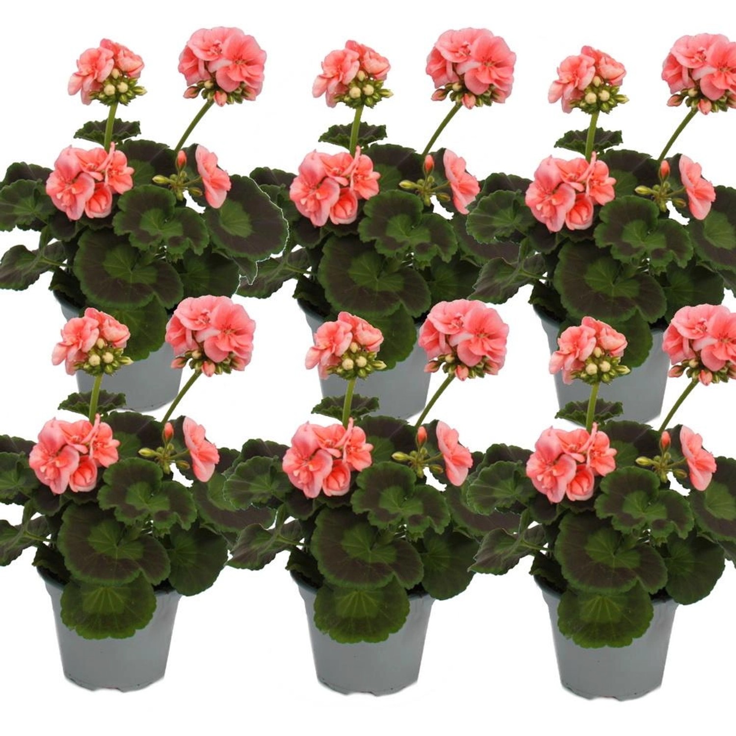 Exotenherz Geranien Stehend Pelargonium Zonale 12cm Topf Set mit 6 Pflanzen Rosa Exotenherz Geranien Stehend Pelargonium Zonale 12cm Topf Set mit 6 Pflanzen Rosa von Exotenherz