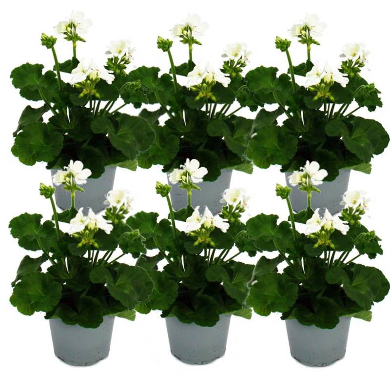 Exotenherz Geranien Stehend Pelargonium Zonale 12cm Topf Set mit 6 Pflanzen Weiß von Exotenherz