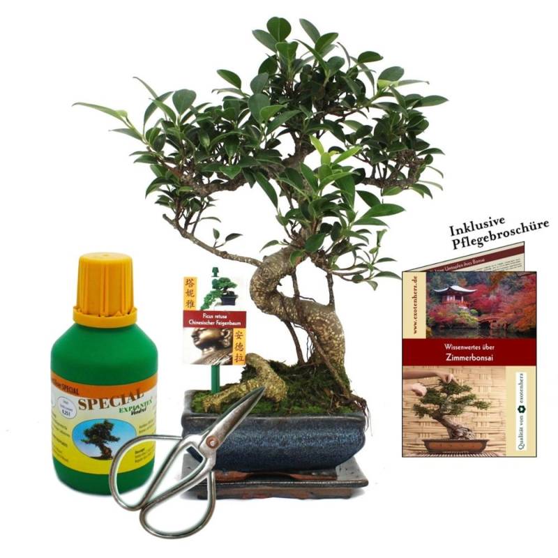 Exotenherz Geschenkset Bonsai Ficus Chinesischer Feigenbaum ca. 6 Jahre Alt Anfänger-Set von Exotenherz