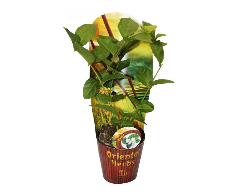 Exotenherz Gewürzkraut Arabischer Jasmin Jasminum sambac 12cm Topf von Exotenherz