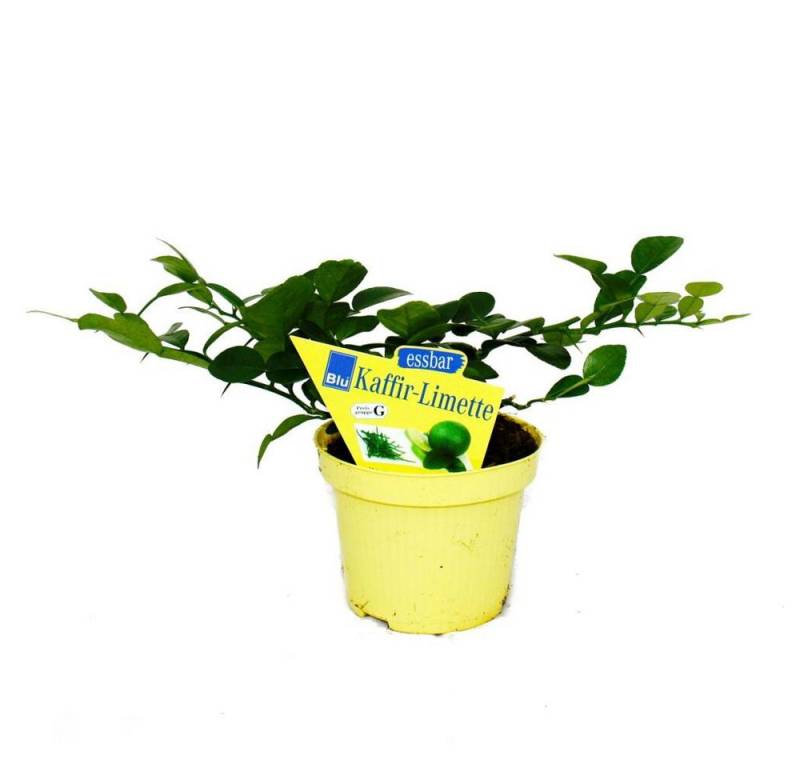 Exotenherz Gewürzkraut Kaffir-Limette Citrus hystrix 2 Pflanze Kaffernlimette Gewürzpflanze von Exotenherz