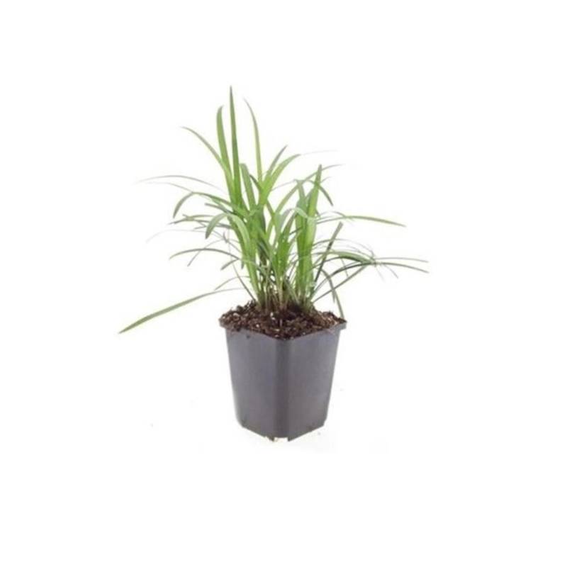 Exotenherz Glöckchentraube Liliengras Liriope Muscari Monroe White 9cm Topf Set mit 40 Pflanzen von Exotenherz