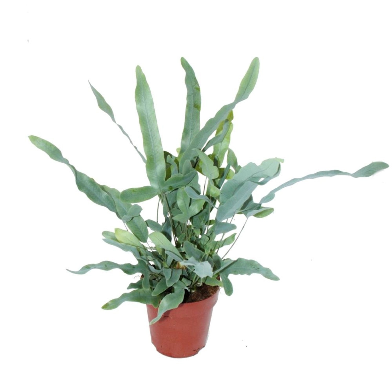 Exotenherz Goldtüpfelfarn Blue Star Phlebodium Aureum 12cm Exotenherz Goldtüpfelfarn Blue Star Phlebodium Aureum 12cm von Exotenherz