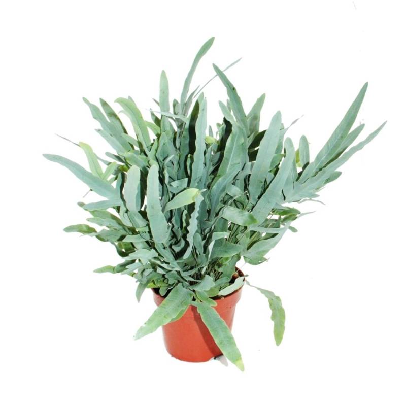 Exotenherz Goldtüpfelfarn Blue Star Phlebodium Aureum 17cm von Exotenherz