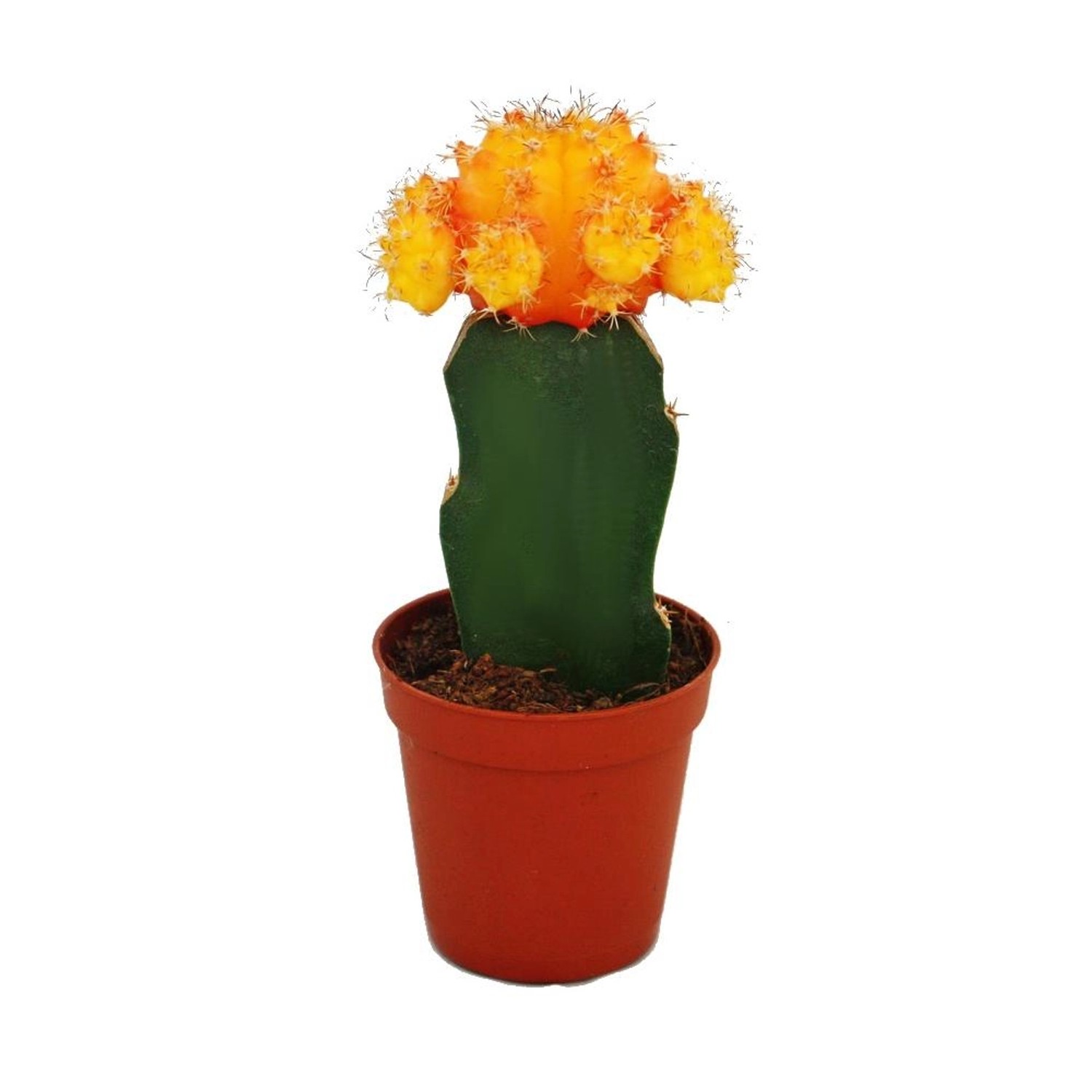 Exotenherz Gymnocalycium Mihanovichii Erdbeerkaktus Orange 5,5cm Topf Exotenherz Gymnocalycium Mihanovichii Erdbeerkaktus Orange 5,5cm Topf von Exotenherz