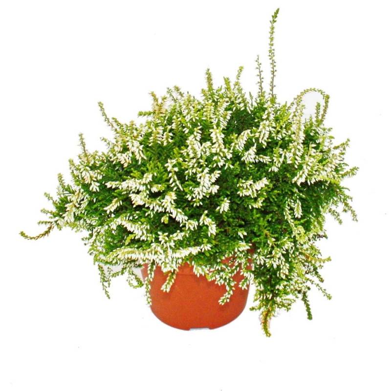 Exotenherz Hängende Calluna Set mit 3 Pflanzen Hängende Besenheide Heidepflanze Winterhart 12cm Topf Weiß von Exotenherz