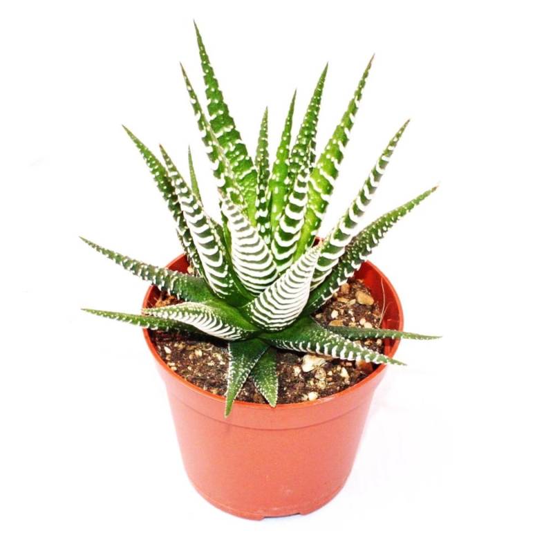 Exotenherz Haworthia Fasciata Big Band Kleine Pflanze im 5,5cm Topf von Exotenherz