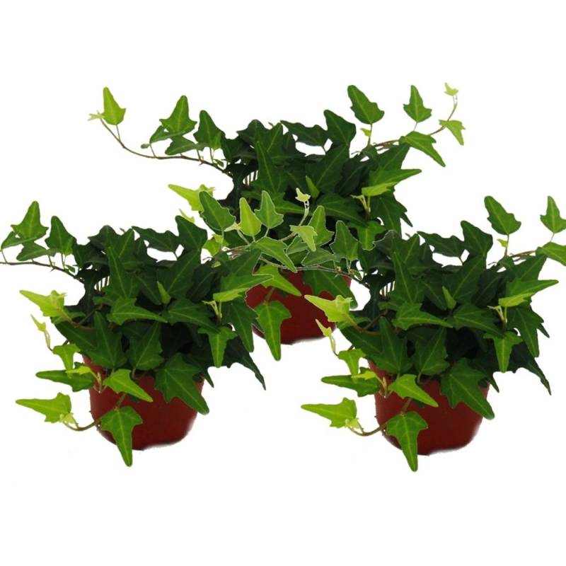 Exotenherz Hedera Helix 3er Set Efeu Grünlaubig 9cm Topf von Exotenherz