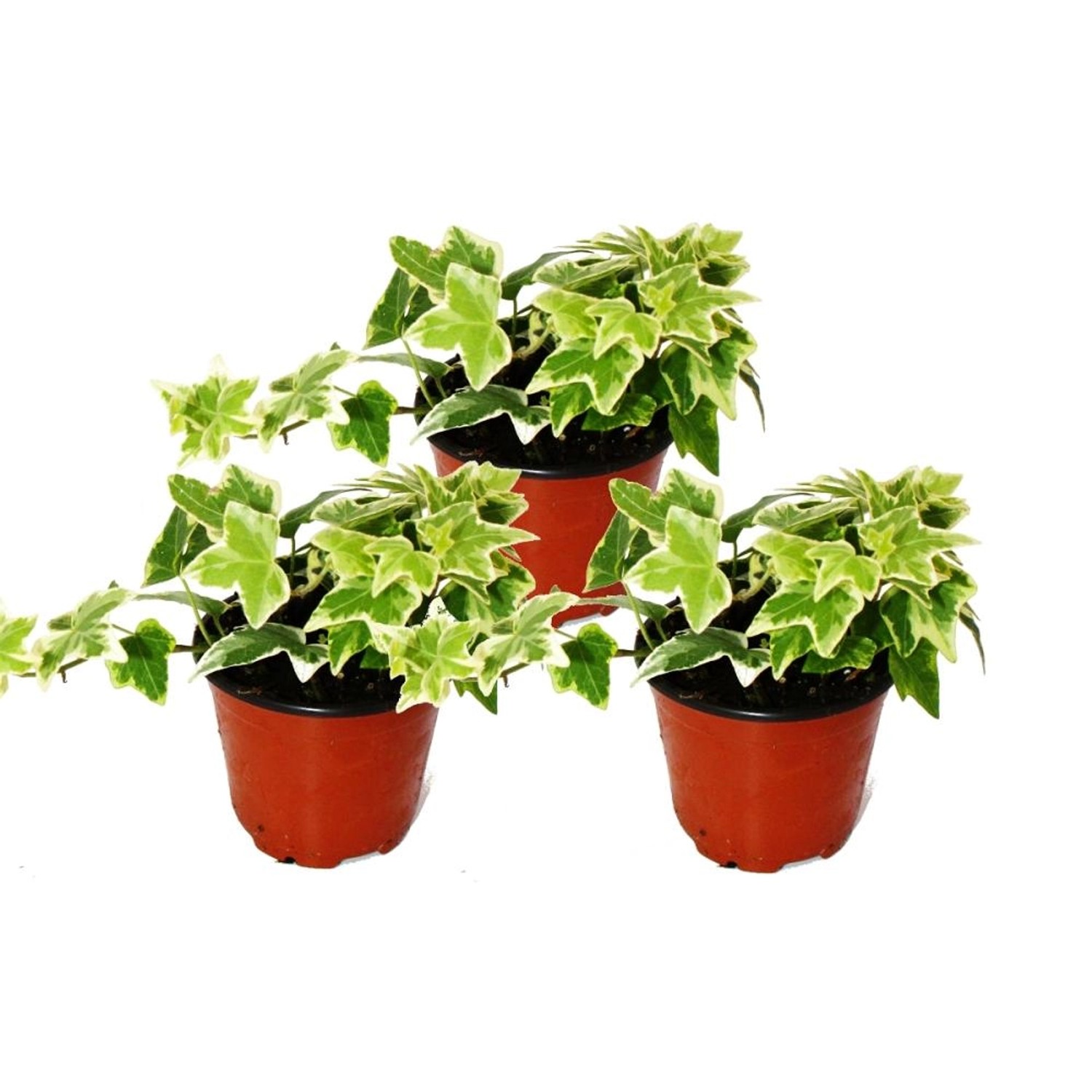 Exotenherz Hedera Helix 3er Set Efeu Weißbuntes Laub 9cm Topf Exotenherz Hedera Helix 3er Set Efeu Weißbuntes Laub 9cm Topf von Exotenherz