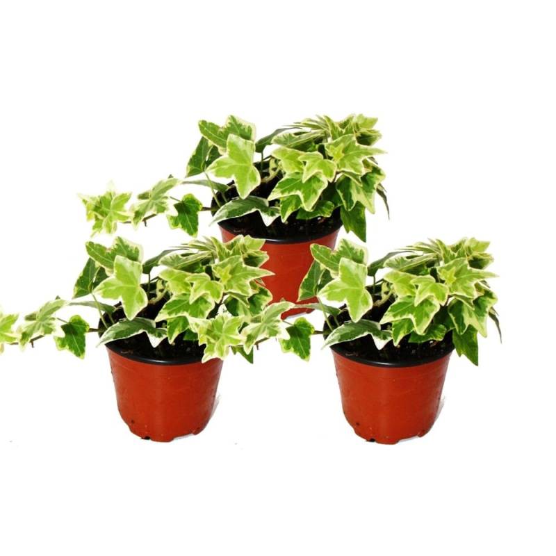 Exotenherz Hedera Helix 3er Set Efeu Weißbuntes Laub 9cm Topf von Exotenherz