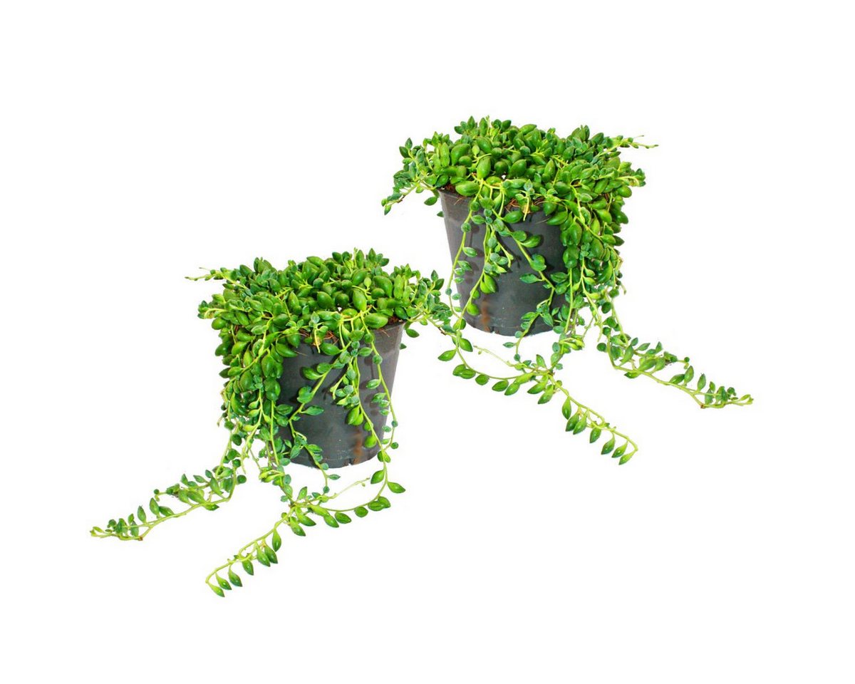 Exotenherz Kaktus 2er Set Senecio herreanus Erbse am Band 9cm Topf von Exotenherz