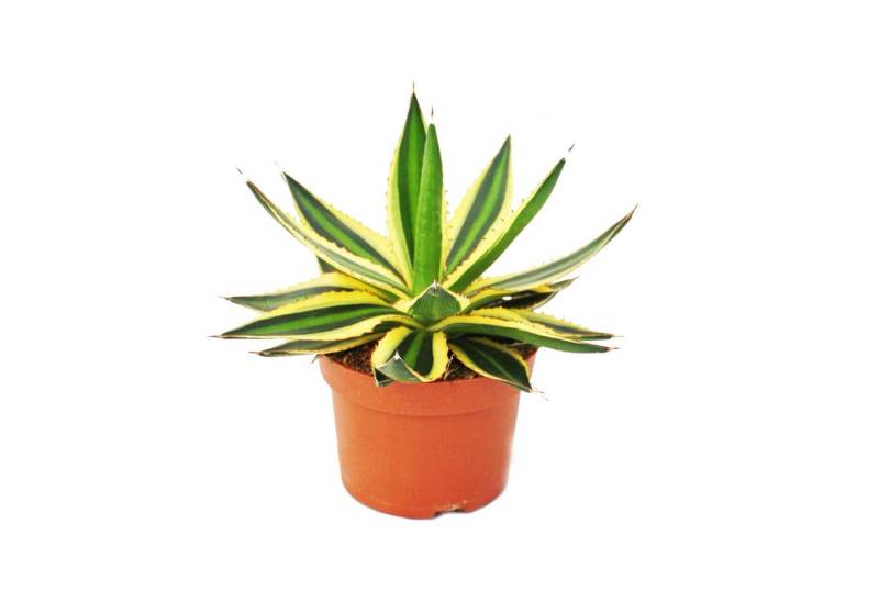 Exotenherz Kaktus Agave lophanta quadricolor - vierfarbig -12cm Topf - Sukkulente von Exotenherz