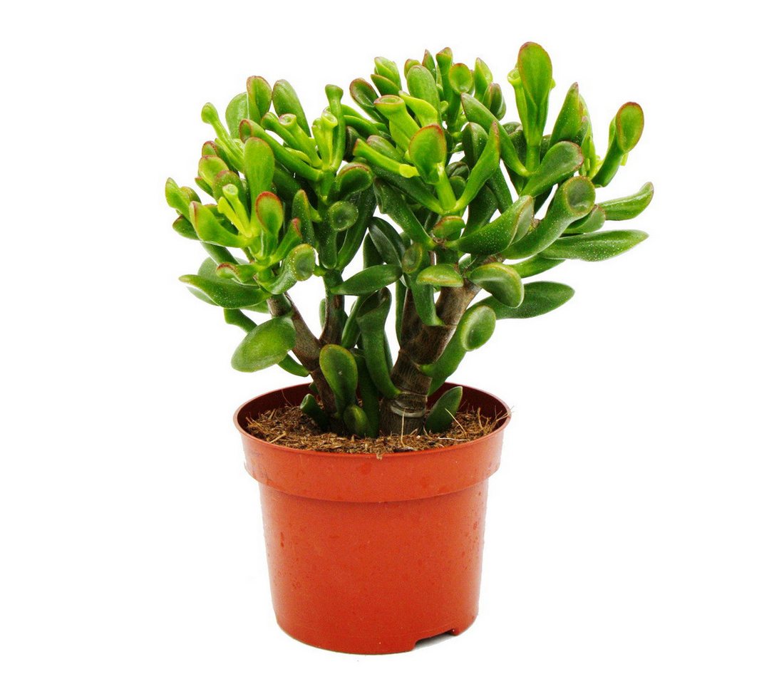 Exotenherz Kaktus Dickblatt Löffelbaum Crassula "Hobbit" Sukkulente 12cm Topf Exotenherz Kaktus Dickblatt Löffelbaum Crassula "Hobbit" Sukkulente 12cm Topf von Exotenherz