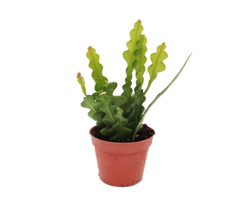 Exotenherz Kaktus Epiphyllum anguliger - Krokodilschwanz-Kaktus, 9cm von Exotenherz