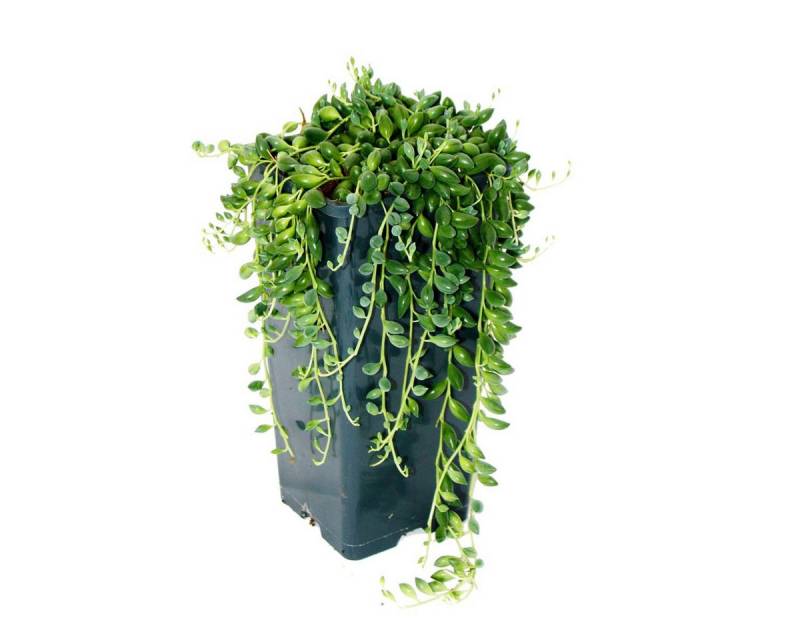 Exotenherz Kaktus Erbse am Band - Senecio herreanus 14cm Topf von Exotenherz