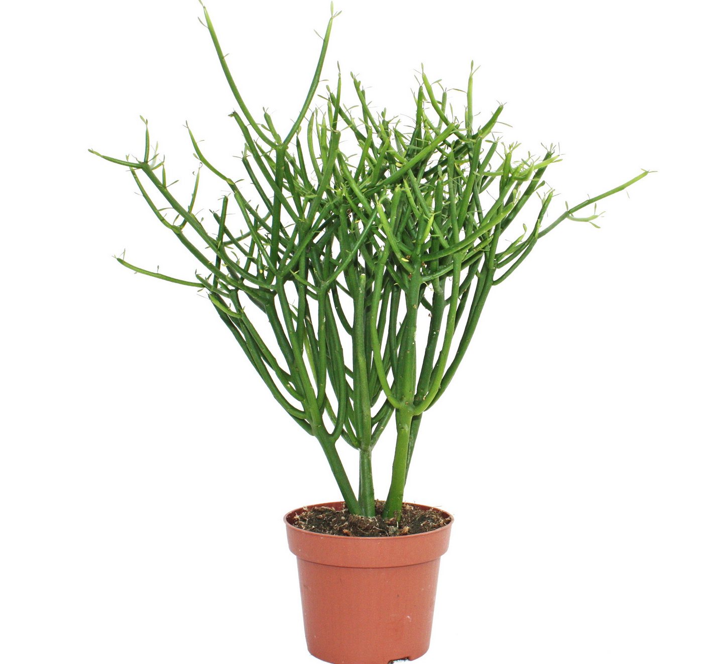 Exotenherz Kaktus Euphorbia tirucalli - Bleistiftkaktus - grosse Pflanze im 12cm Topf Exotenherz Kaktus Euphorbia tirucalli - Bleistiftkaktus - grosse Pflanze im 12cm Topf von Exotenherz