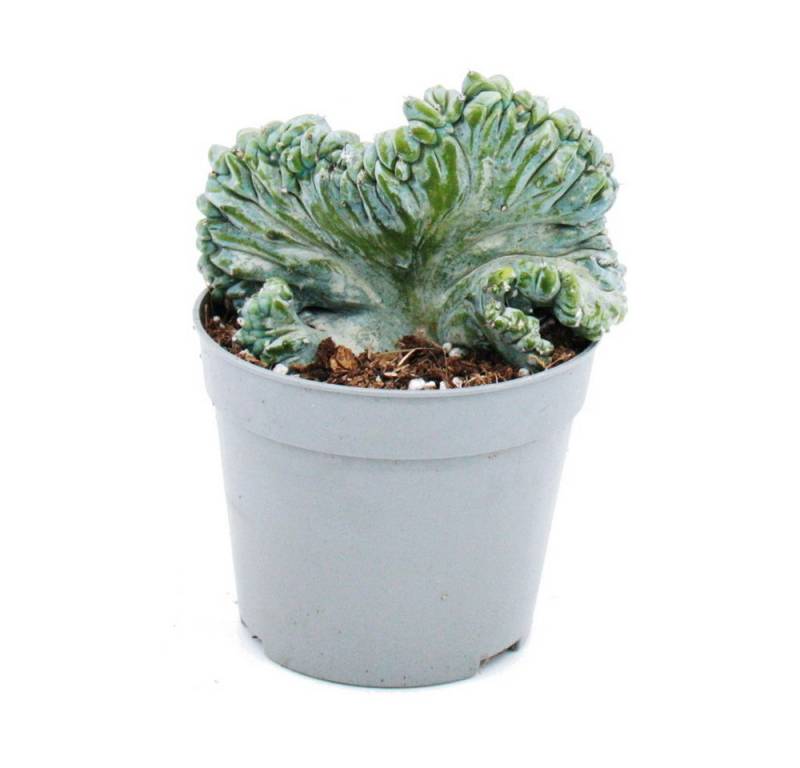 Exotenherz Kaktus Heidelbeer-Kaktus Kammform Myrtillocactus geometrizans cristata 6,5cm von Exotenherz