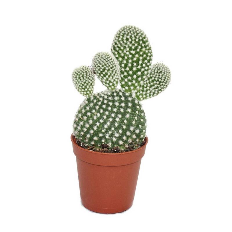 Exotenherz Kaktus Opuntia microdasys albata - weisstachliger Ohrenkaktus - im 5,5cm Topf von Exotenherz