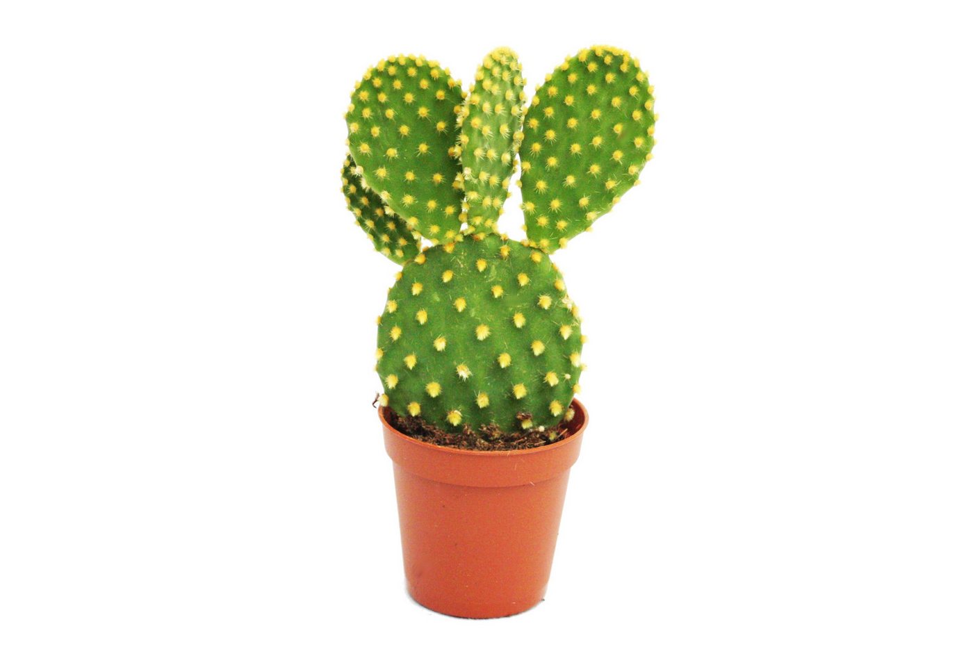 Exotenherz Kaktus Opuntia microdasys - gelbstachliger Ohrenkaktus - im 5,5cm Topf Exotenherz Kaktus Opuntia microdasys - gelbstachliger Ohrenkaktus - im 5,5cm Topf von Exotenherz
