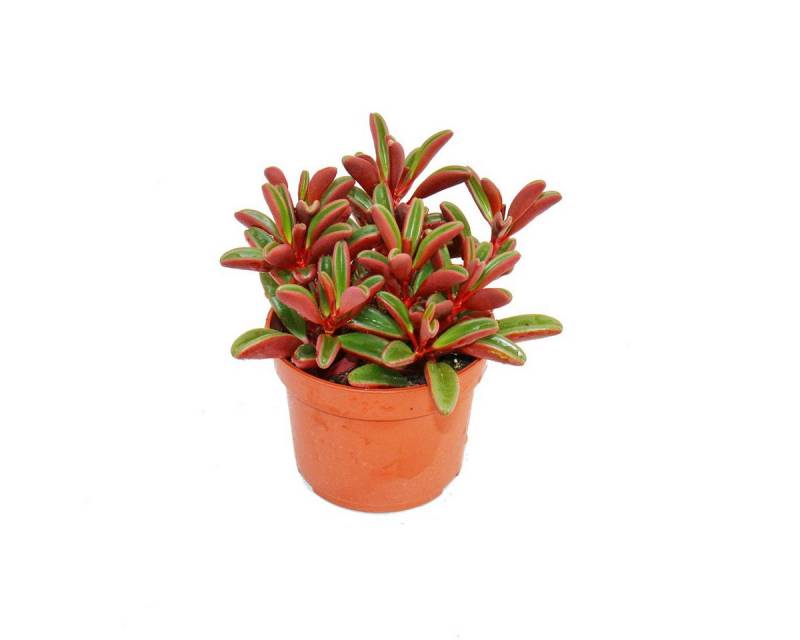 Exotenherz Kaktus Peperomia graveolens im 10,5cm Topf von Exotenherz
