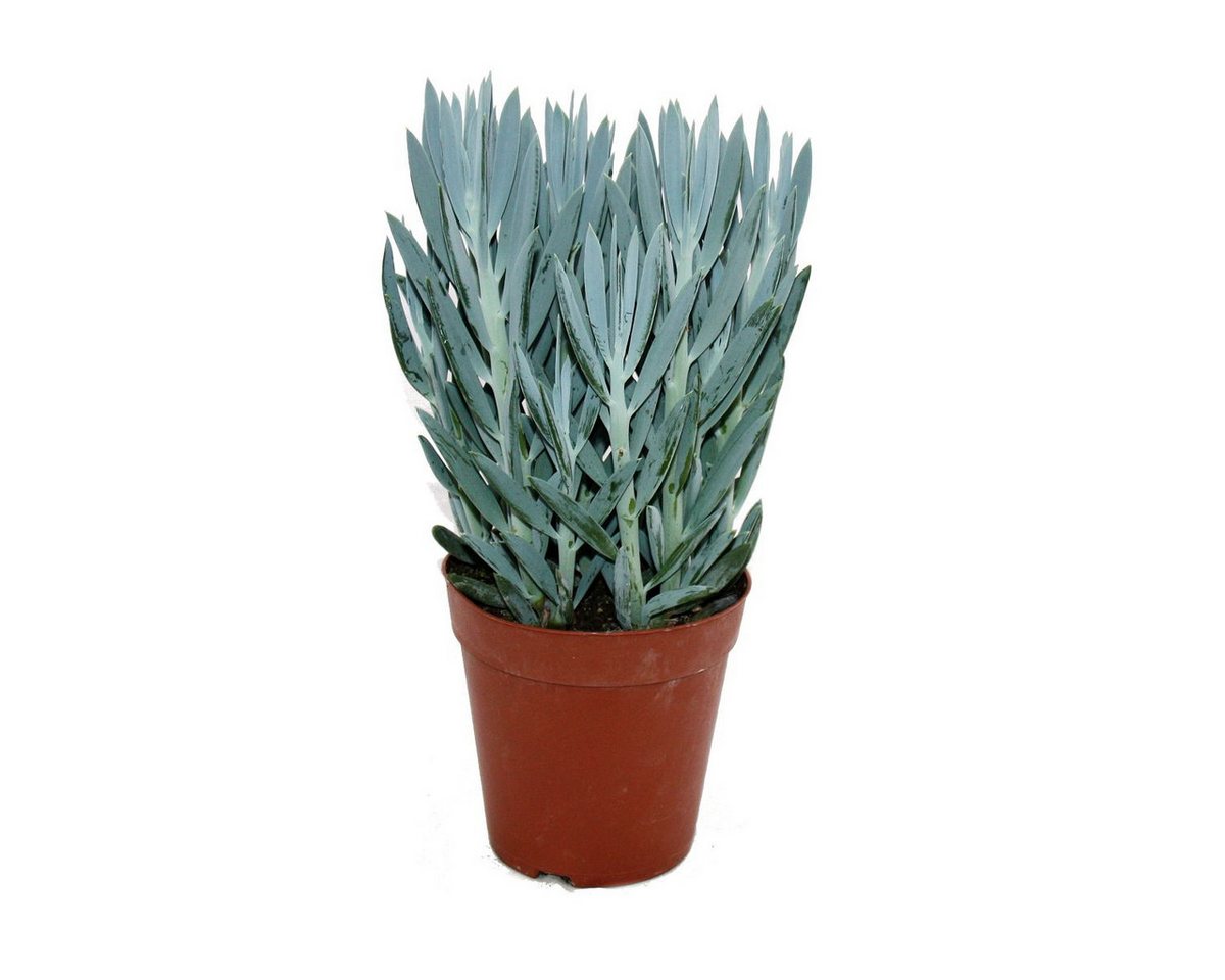 Exotenherz Kaktus Senecio Aquarine 15cm Topf Exotenherz Kaktus Senecio Aquarine 15cm Topf von Exotenherz