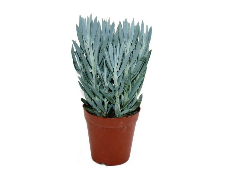 Exotenherz Kaktus Senecio Aquarine 15cm Topf von Exotenherz