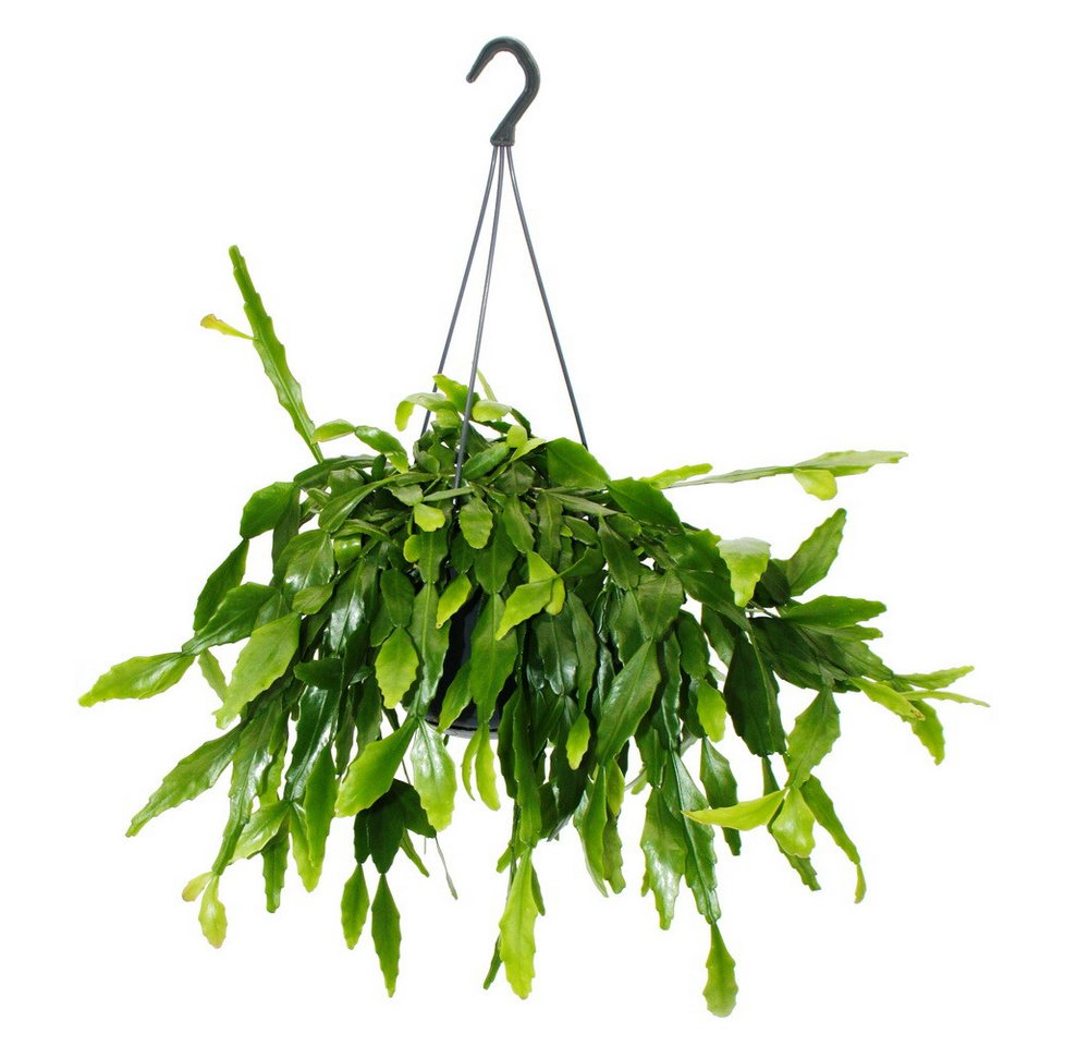 Exotenherz Kaktus Kakteen-Ampel mit toller Blattstruktur Rhipsalis crispata 15cm Exotenherz Kaktus Kakteen-Ampel mit toller Blattstruktur Rhipsalis crispata 15cm von Exotenherz
