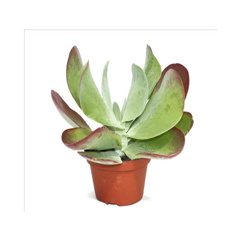 Exotenherz Kalanchoe Thyrsiflora Red Lips im 10,5cm Topf von Exotenherz