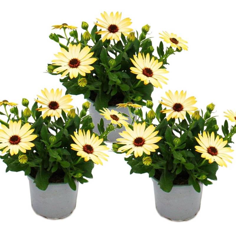 Exotenherz Kapkörbchen Osteospermum Ecklonis 11cm Topf Set mit 3 Pflanzen Gelb von Exotenherz