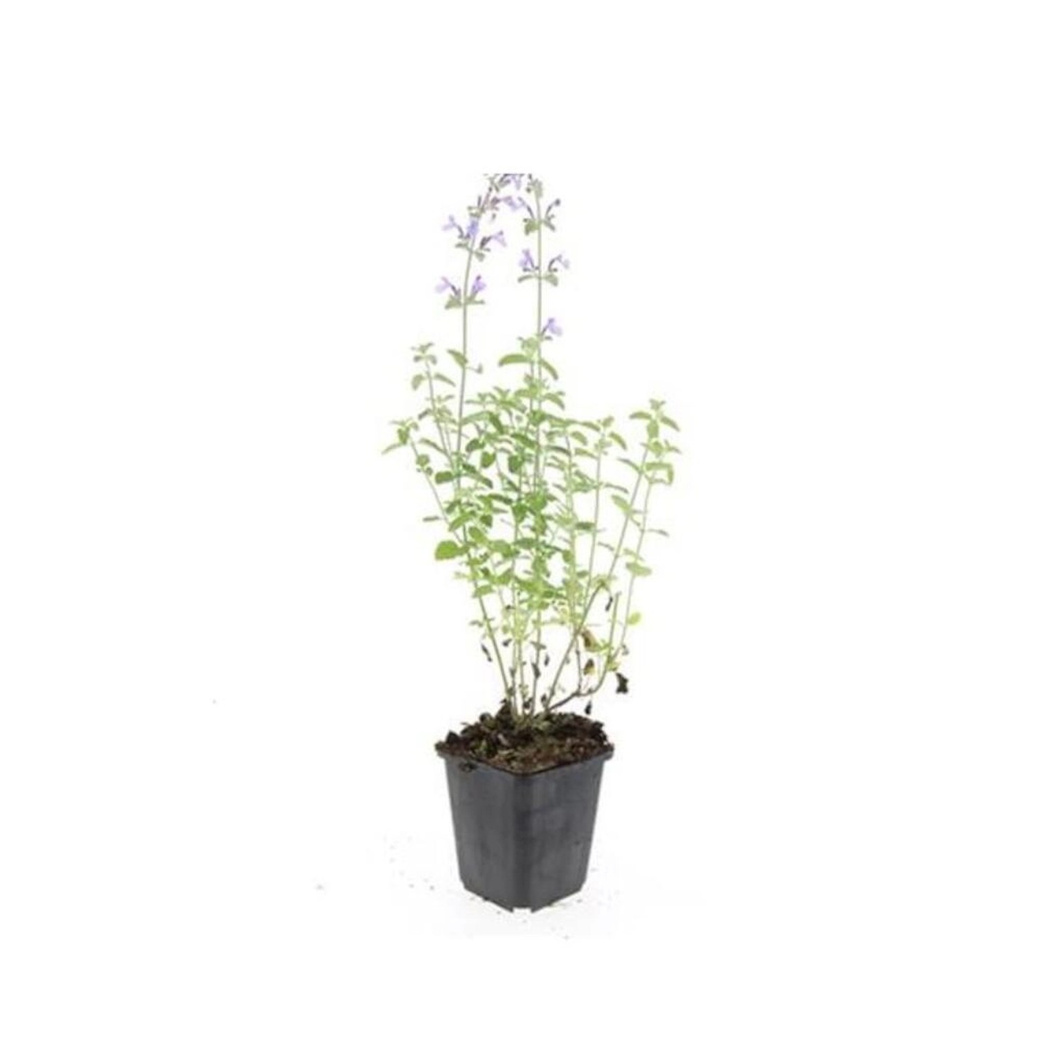 Exotenherz Katzenminze Nepeta Faassenii Walkers Low Pflegeleichte Staude 9cm Topf Set mit 40 Pflanzen von Exotenherz