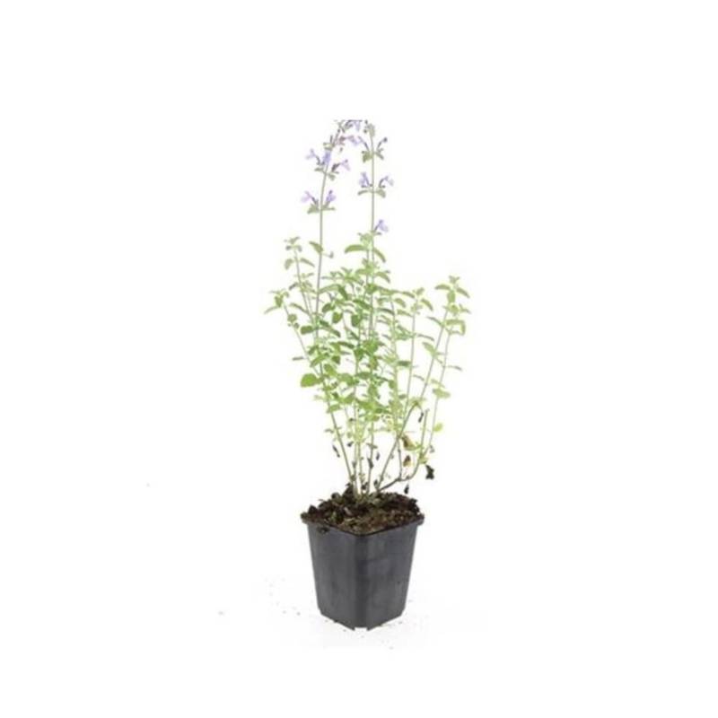 Exotenherz Katzenminze Nepeta Faassenii Walkers Low Pflegeleichte Staude 9cm Topf Set mit 40 Pflanzen von Exotenherz