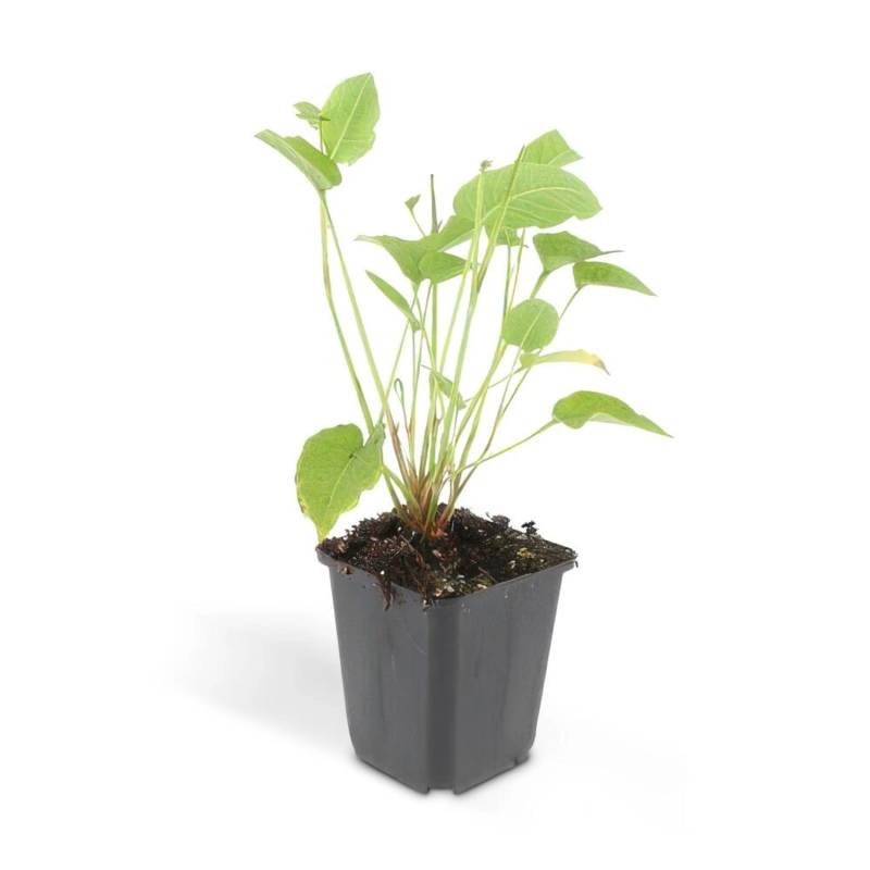 Exotenherz Kerzen Knöterich Persicaria Amplexicaulis Bistorta Winterharte Staude 9cm Topf Set mit 40 Pflanzen von Exotenherz