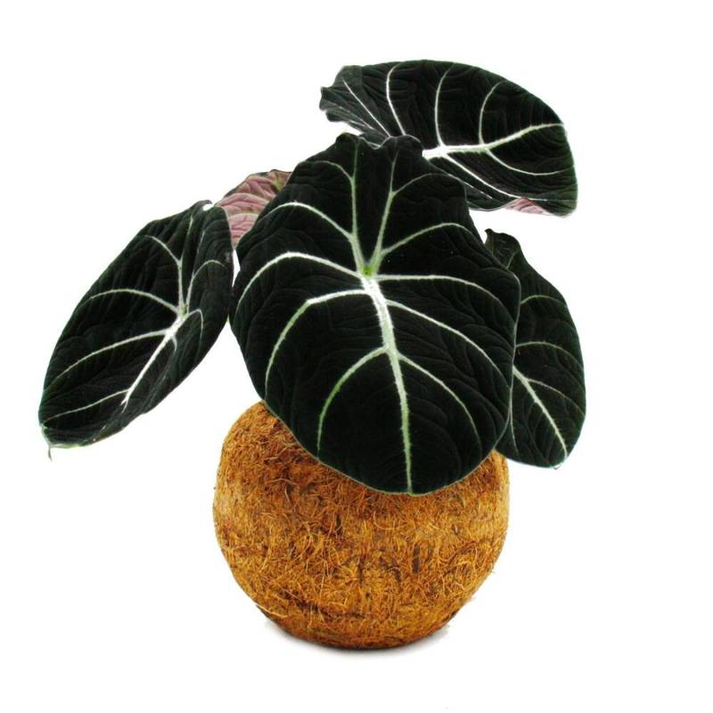 Exotenherz Kokodama Alocasia Reginula Black Velvet Pfeilblat im Kokodamagefäß ca. 15cm von Exotenherz