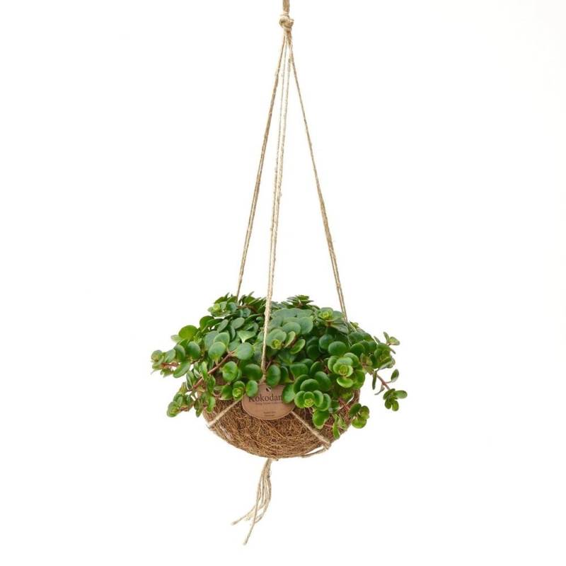 Exotenherz Kokodama Sedum Tornado im Kokodamagefäß zum Hängen Sedum Makinoi ca. 15cm von Exotenherz