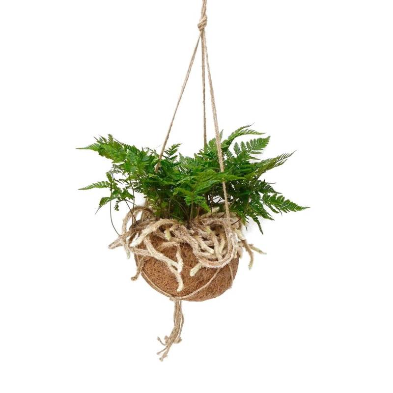 Exotenherz Kokodama Tarantelfarn im Xlkokodamagefäß zum Hängen Humata Tyermannii ca. 17cm von Exotenherz