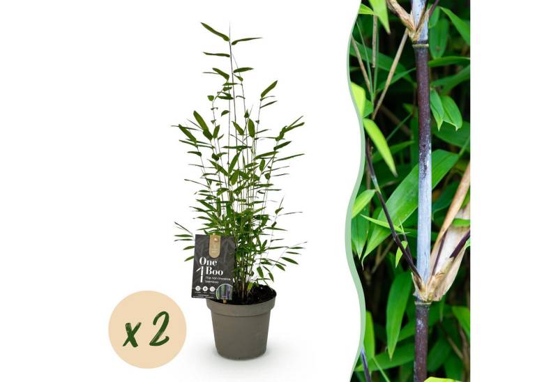 Exotenherz Kübelpflanzen Bambus Fargesia Black Dragon Schwarz - 2er Set 14cm Topf Höhe 35cm Exotenherz Kübelpflanzen Bambus Fargesia Black Dragon Schwarz - 2er Set 14cm Topf Höhe 35cm von Exotenherz